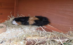 Guinea Pig rodents for sale: Pair of Guinea Pigs - Image 2