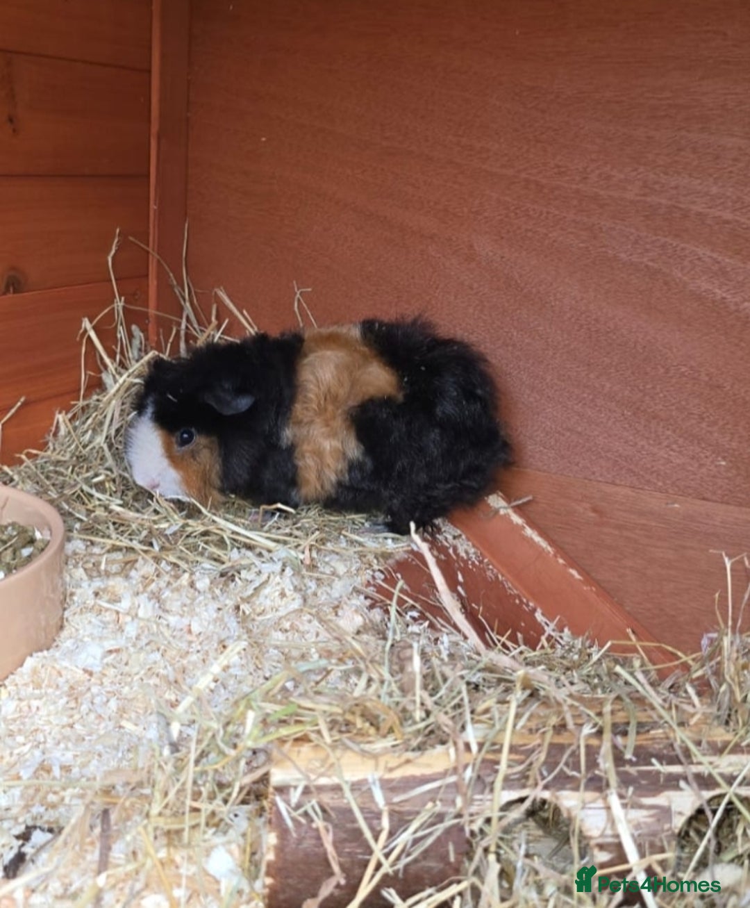 Guinea Pig rodents for sale: Pair of Guinea Pigs - Image 2