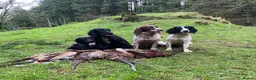 English Springer Spaniel dogs for sale: With an OFF SWITCH springers - Advert 3