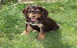 Cocker Spaniel dogs for sale: Kc Reg Working Cocker Spaniels. - Image 10