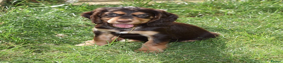 Cocker Spaniel Puppy 2