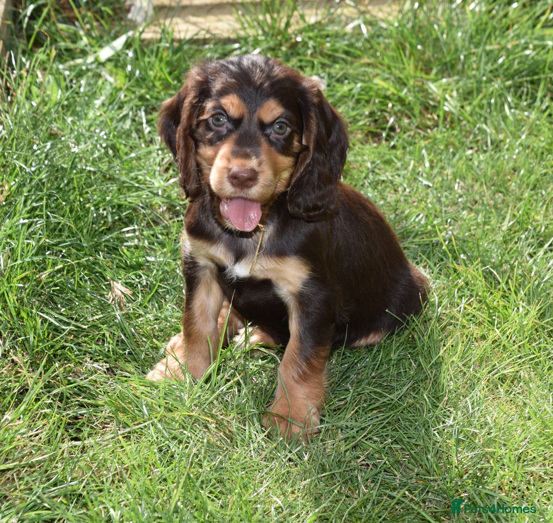 Cocker Spaniel dogs for sale: Kc Reg Working Cocker Spaniels. - Image 10