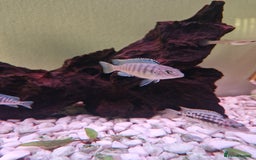 Cichlids fish for sale: Mbuna Cichlids  - Image 2