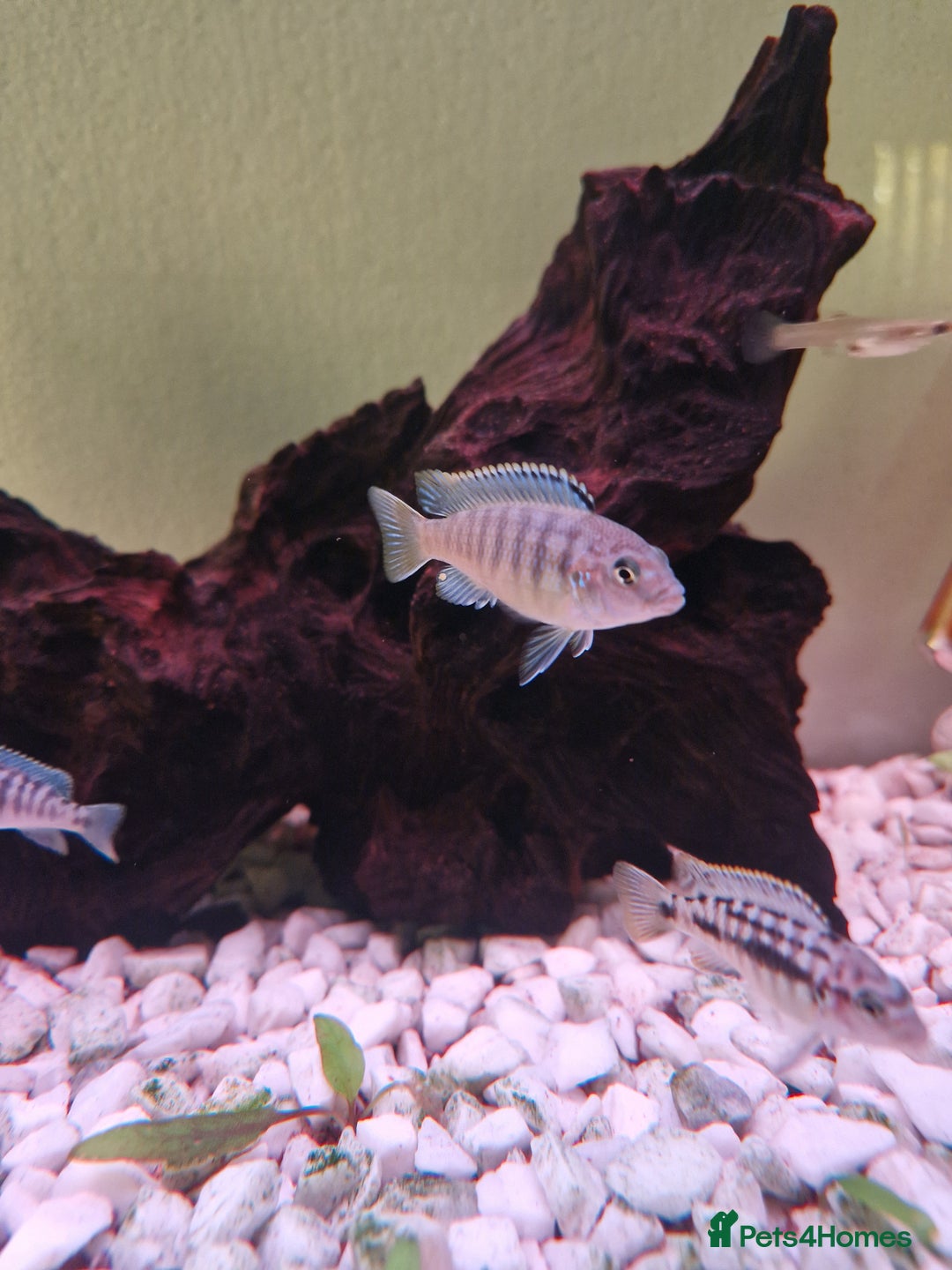 Cichlids fish for sale: Mbuna Cichlids  - Image 2