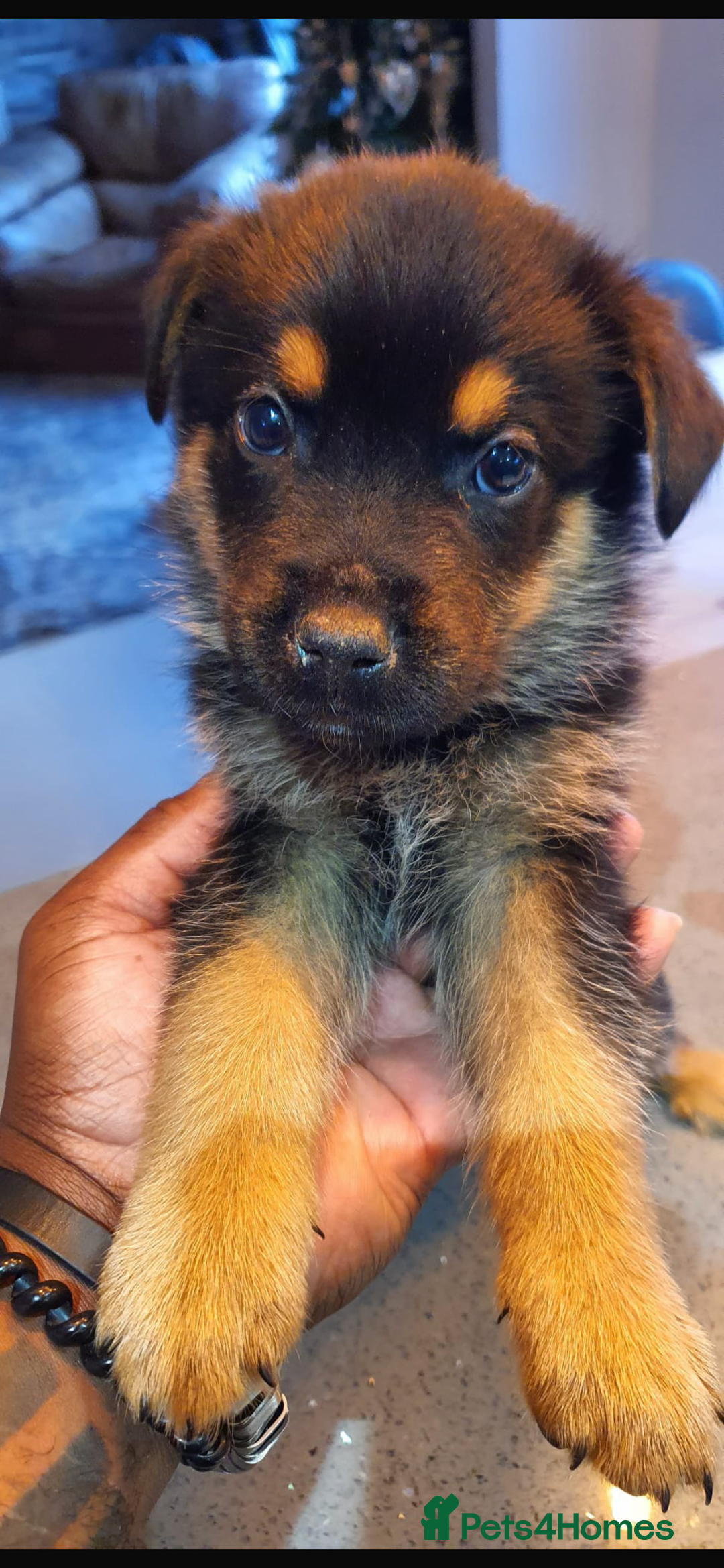 Mixed Breed dogs for sale: Puppies for sale - Advert 3