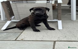 Cane Corso dogs for sale: Cane corso girl pup FULLY VACCINATED  - Image 1