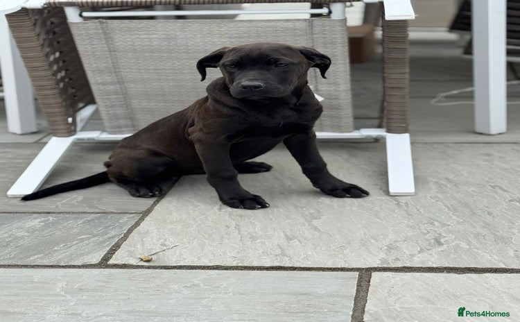Cane Corso dogs - Advert 1