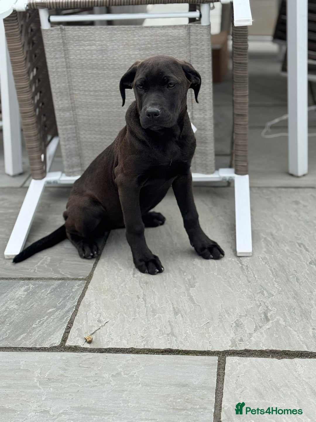 Cane Corso dogs for sale: Cane corso girl pup FULLY VACCINATED  - Image 1