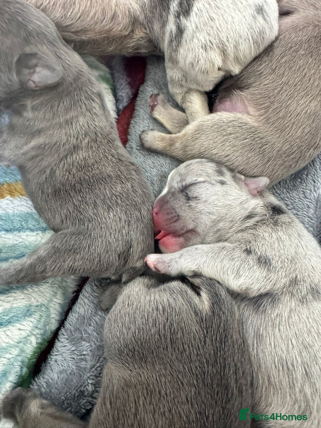 French Bulldog dogs for sale: Exceptional French Bulldog Puppies  - Advert 2