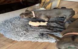 French Bulldog dogs for sale: Looking to Rehome My 2 French Bulldogs - Image 17