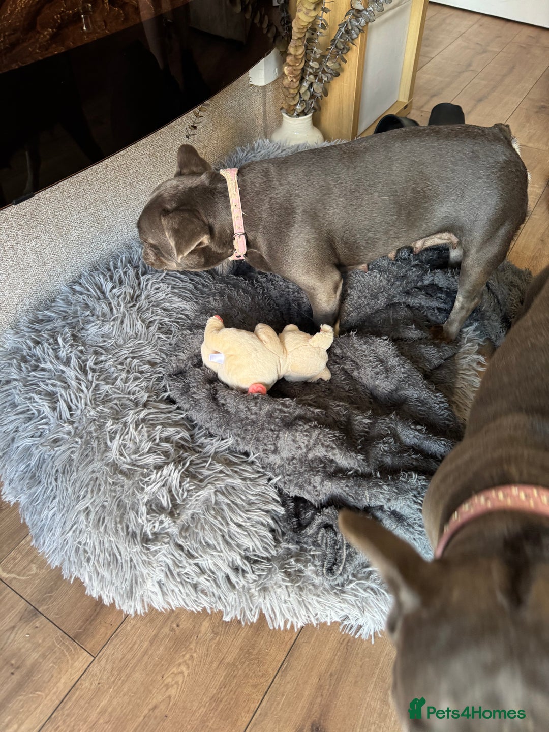 French Bulldog dogs for sale: Looking to Rehome My 2 French Bulldogs - Image 17