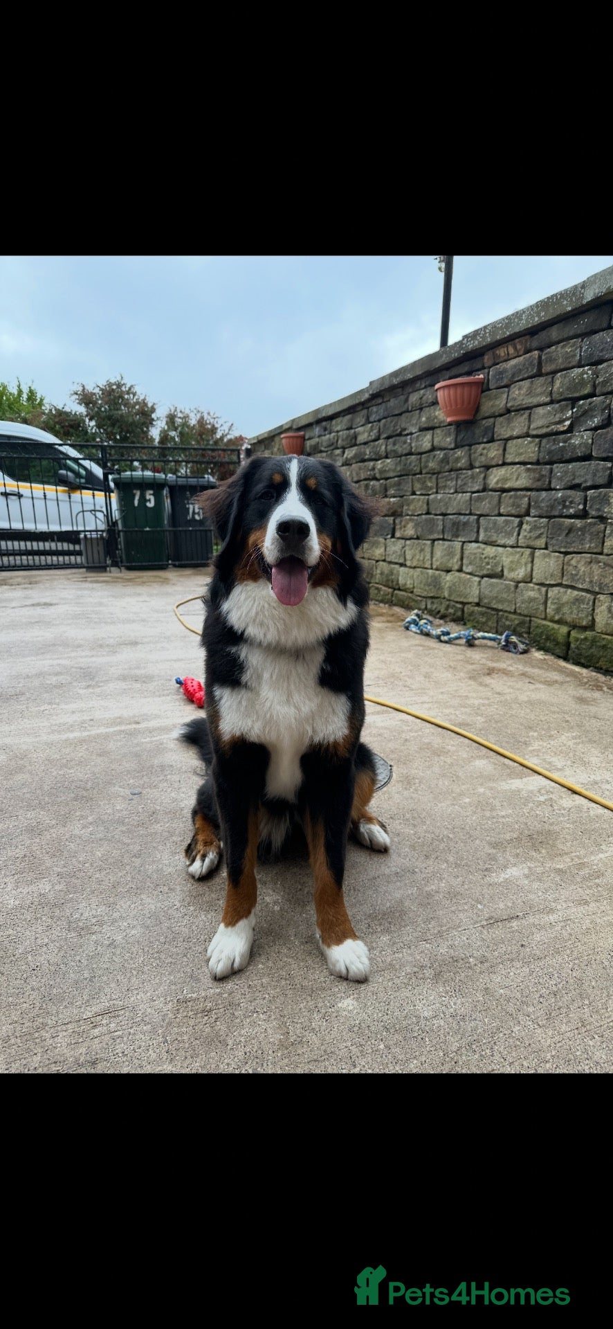 Bernese Mountain Dog dogs Kiara 11 month old Female Bernese Mountain Dog - Advert 1