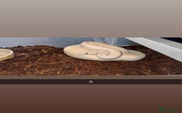 Snake reptiles for sale: Royal Python / Boa  - Image 5