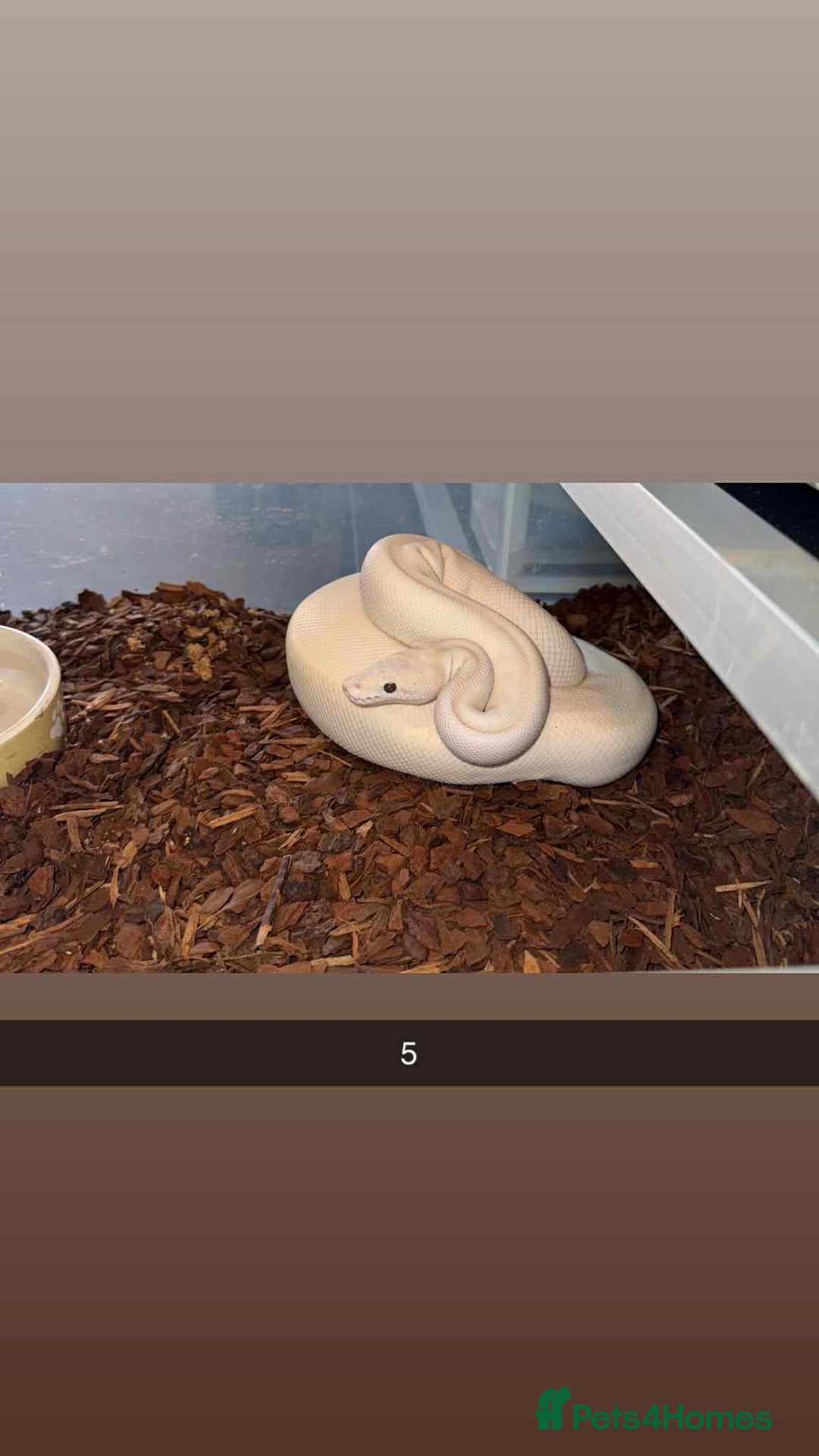 Snake reptiles for sale: Royal Python / Boa  - Image 5