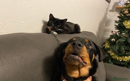 Rottweiler dogs for sale: 1 yr old Rottweiler - Image 5