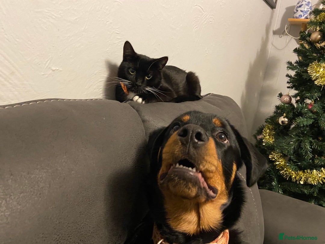 Rottweiler dogs for sale: 1 yr old Rottweiler - Image 5