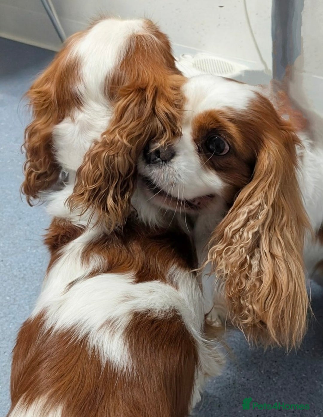 Cavalier King Charles Spaniel dogs for sale: Exquisite Lady KC reg Cavalier King Charles - Advert 14