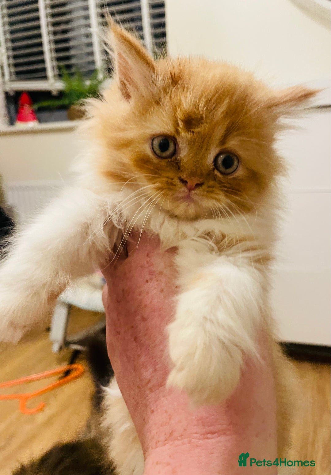 Mixed Breed cats for sale: Beautiful kittens ready for new homes.  - Image 1