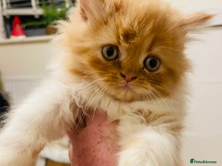 Mixed Breed cats for sale - Advert 1