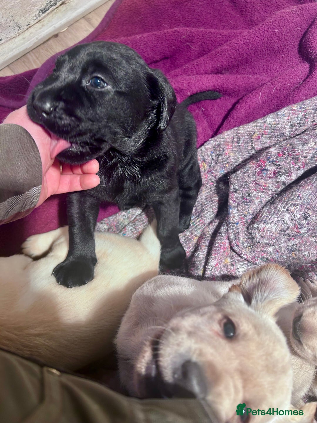 Labrador Retriever dogs for sale: Beautiful KC Reg Lab Pups - Advert 3