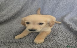 Golden Retriever dogs for sale: Beautiful golden retriever puppies for sale.  - Image 16