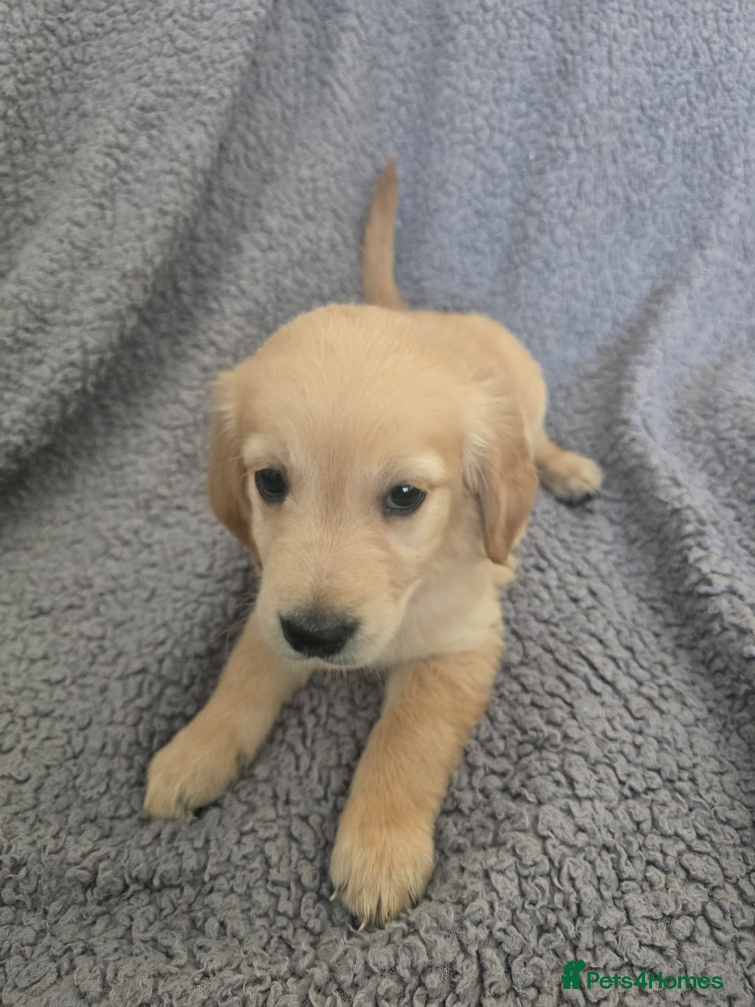Golden Retriever dogs for sale: Beautiful golden retriever puppies for sale.  - Image 16