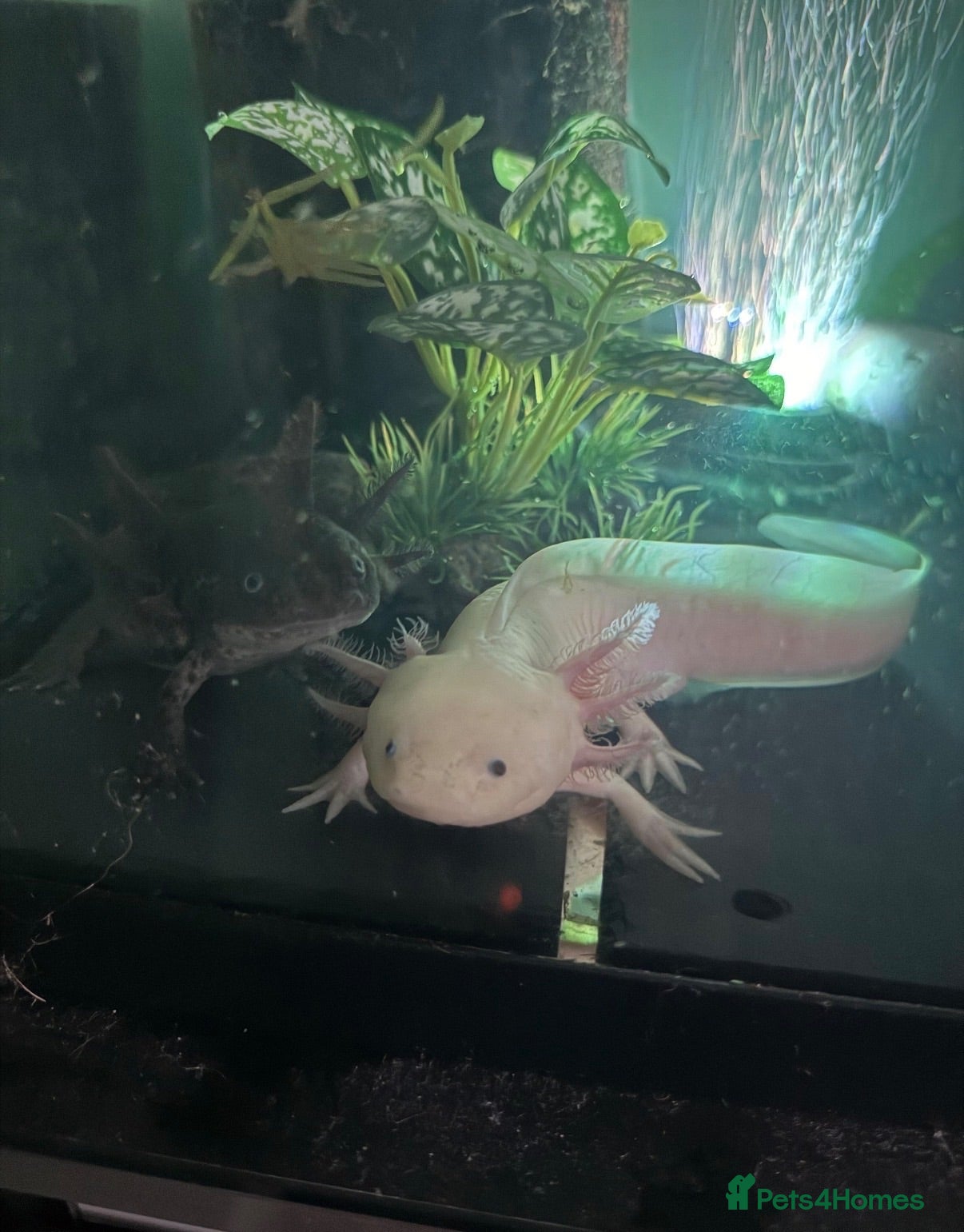 Axolotl reptiles Axolotls  - Advert 3