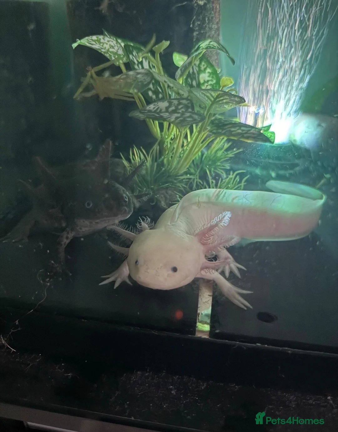 Axolotl reptiles for sale: Axolotls  - Advert 1