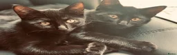 Mixed Breed cats for sale: Mixed Breed Black Female Kitten  - Advert 8