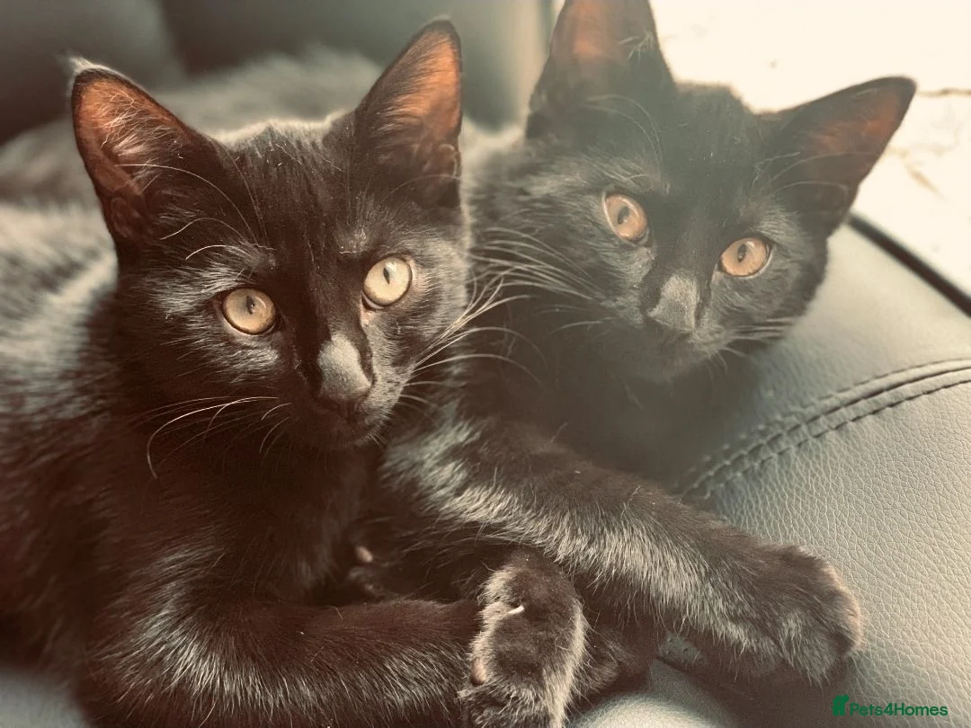 Mixed Breed cats for sale: Mixed Breed Black Female Kitten  - Advert 8