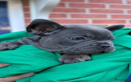 French Bulldog dogs for sale: Stunning French bulldog puppies 🐕 - Image 3