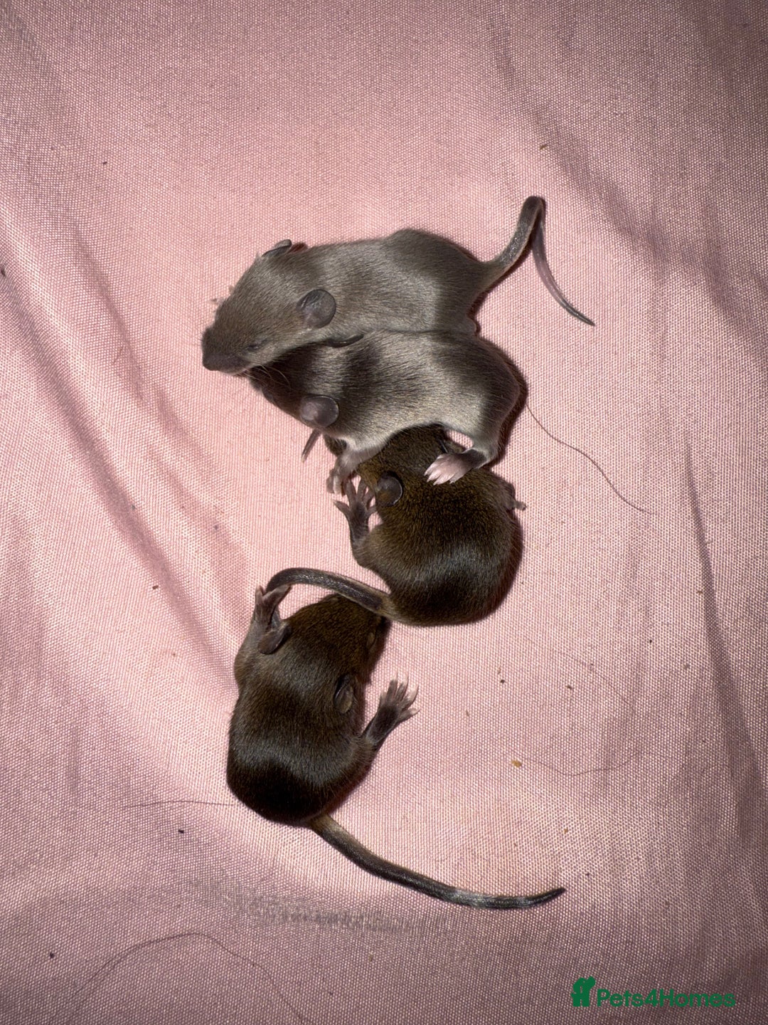 Mouse rodents for sale: Fancy mice lots of males and females available  - Advert 4