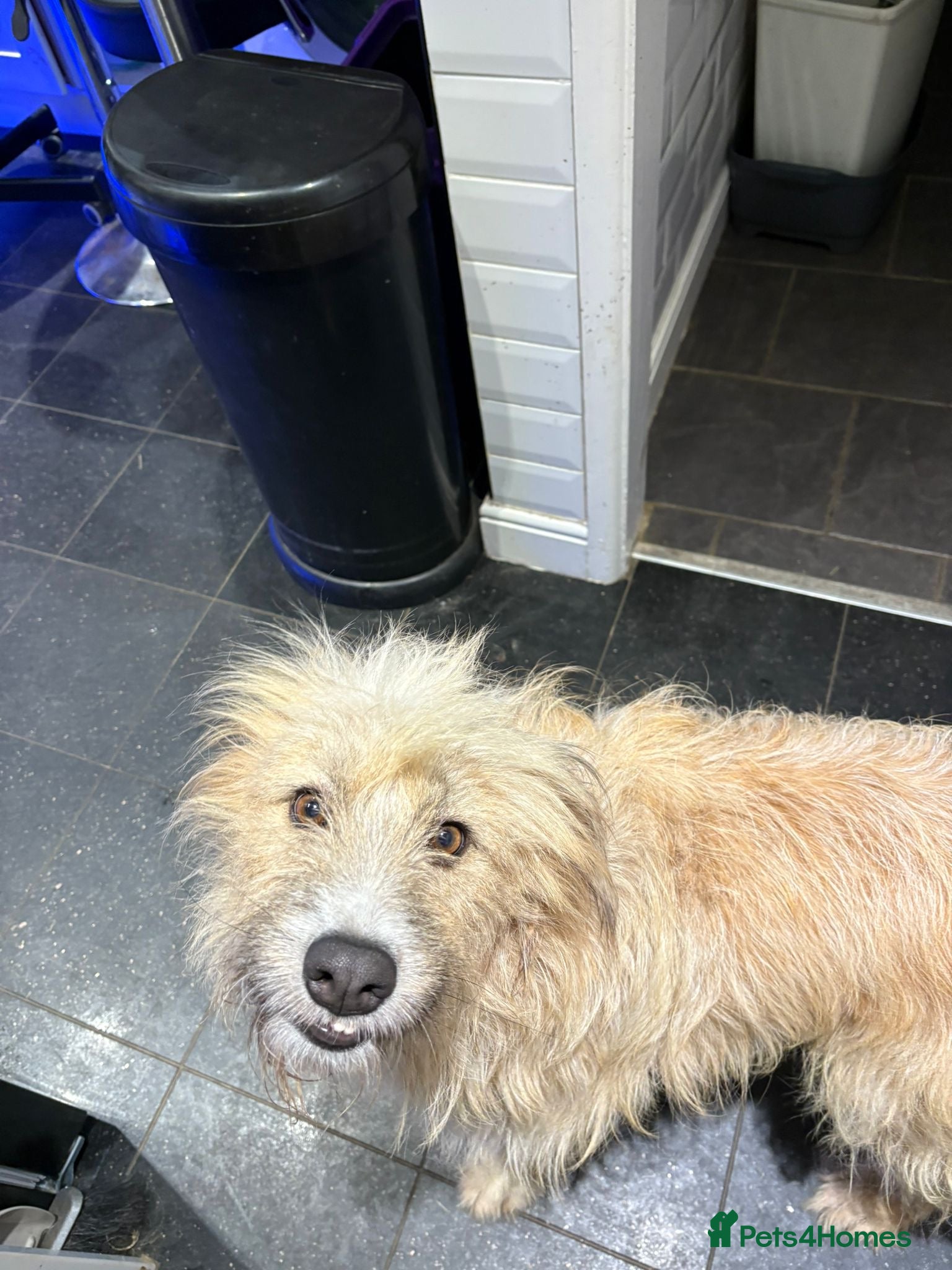 Mixed Breed dogs Mary  - Advert 3