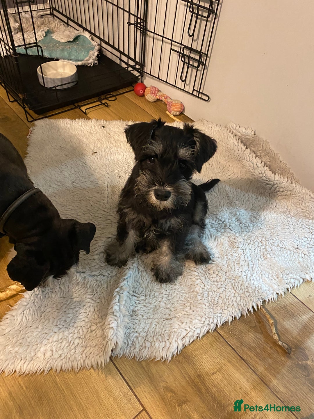 Miniature Schnauzer dogs for sale: Mrs Christiane Harrison  - Image 10