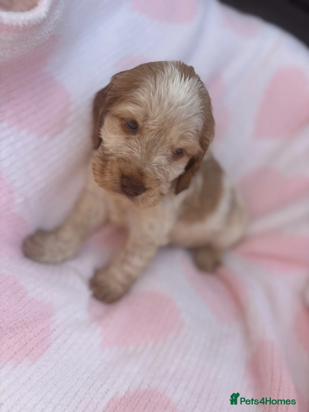 Cocker Spaniel dogs for sale: Show Type girl and boy  in Hinckley - Advert 2