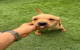 Labrador Retriever dogs for sale: Beautiful fox red Labrador pups - Image 8