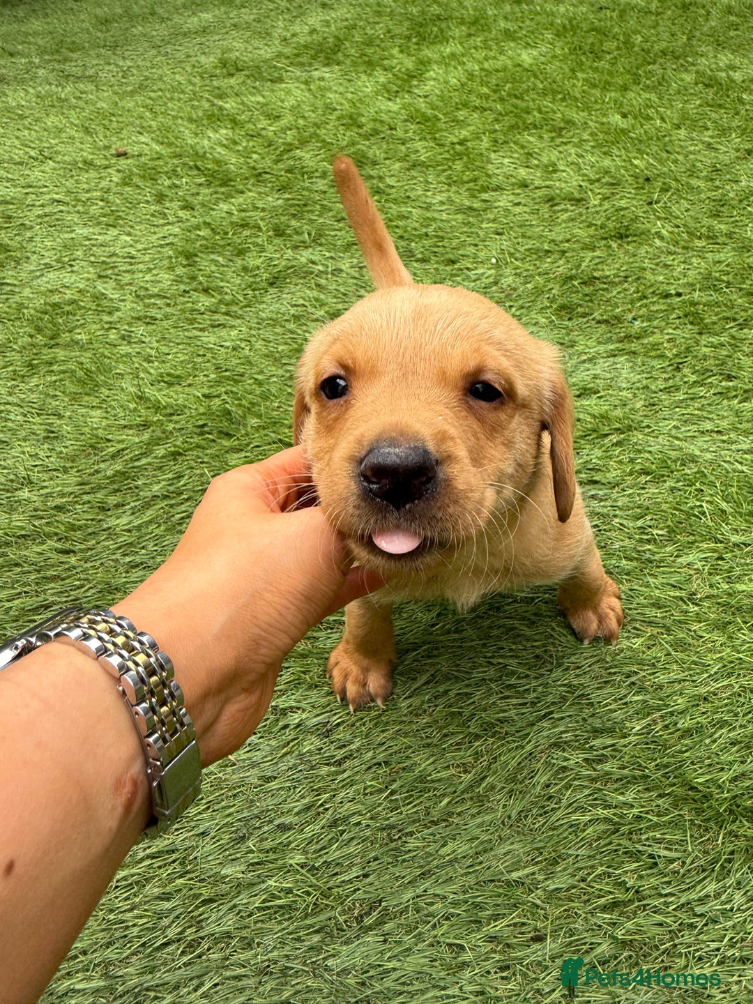 Labrador Retriever dogs for sale: Beautiful fox red Labrador pups - Image 8