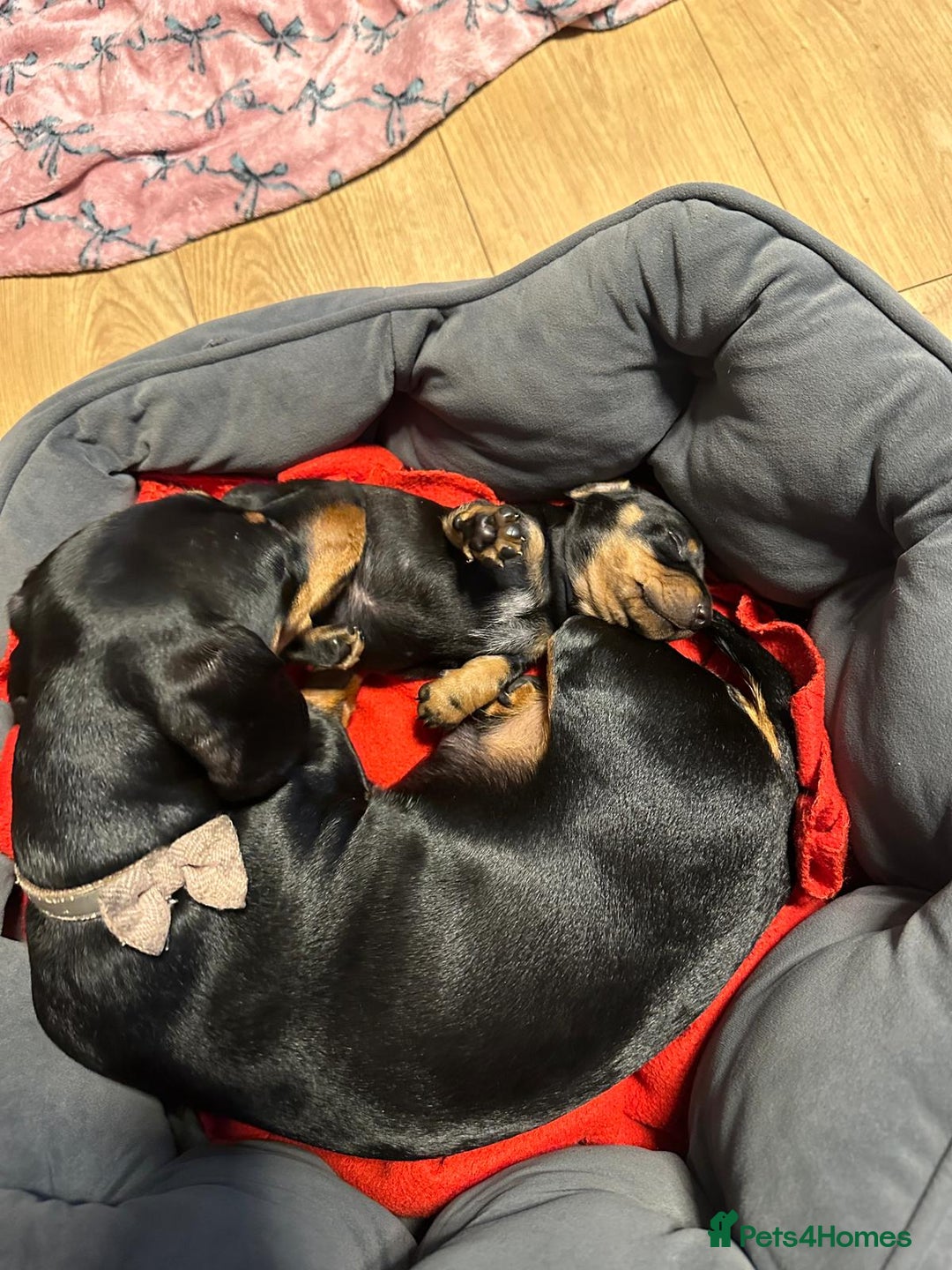 Miniature Dachshund dogs for sale: STUNNING SMOOTH SHORT HAIR MINIATURE DACHSHUND 💞 - Advert 7