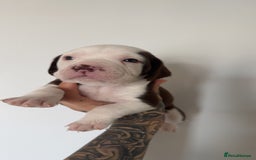 Mixed Breed dogs for sale: Litter of 9 healthy pups  - Image 13
