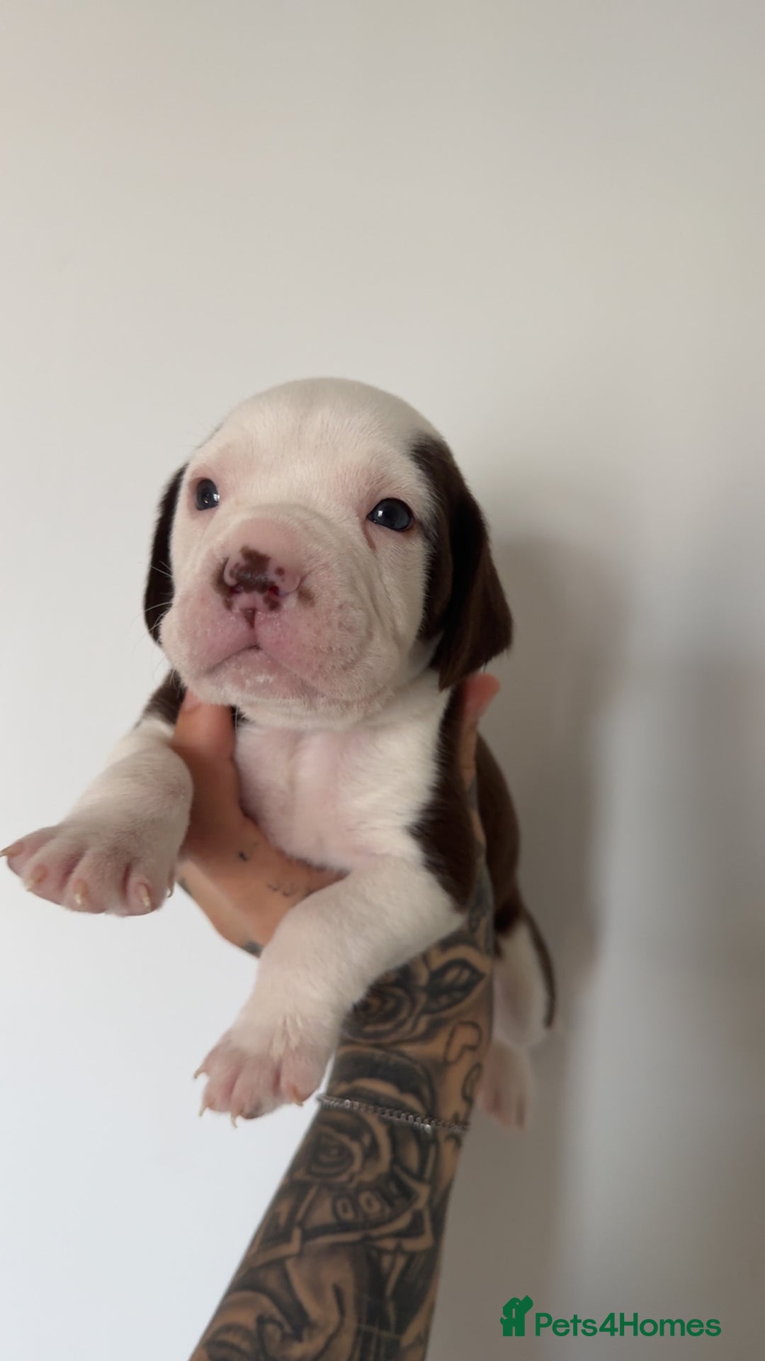 Mixed Breed dogs for sale: Litter of 9 healthy pups  - Image 13