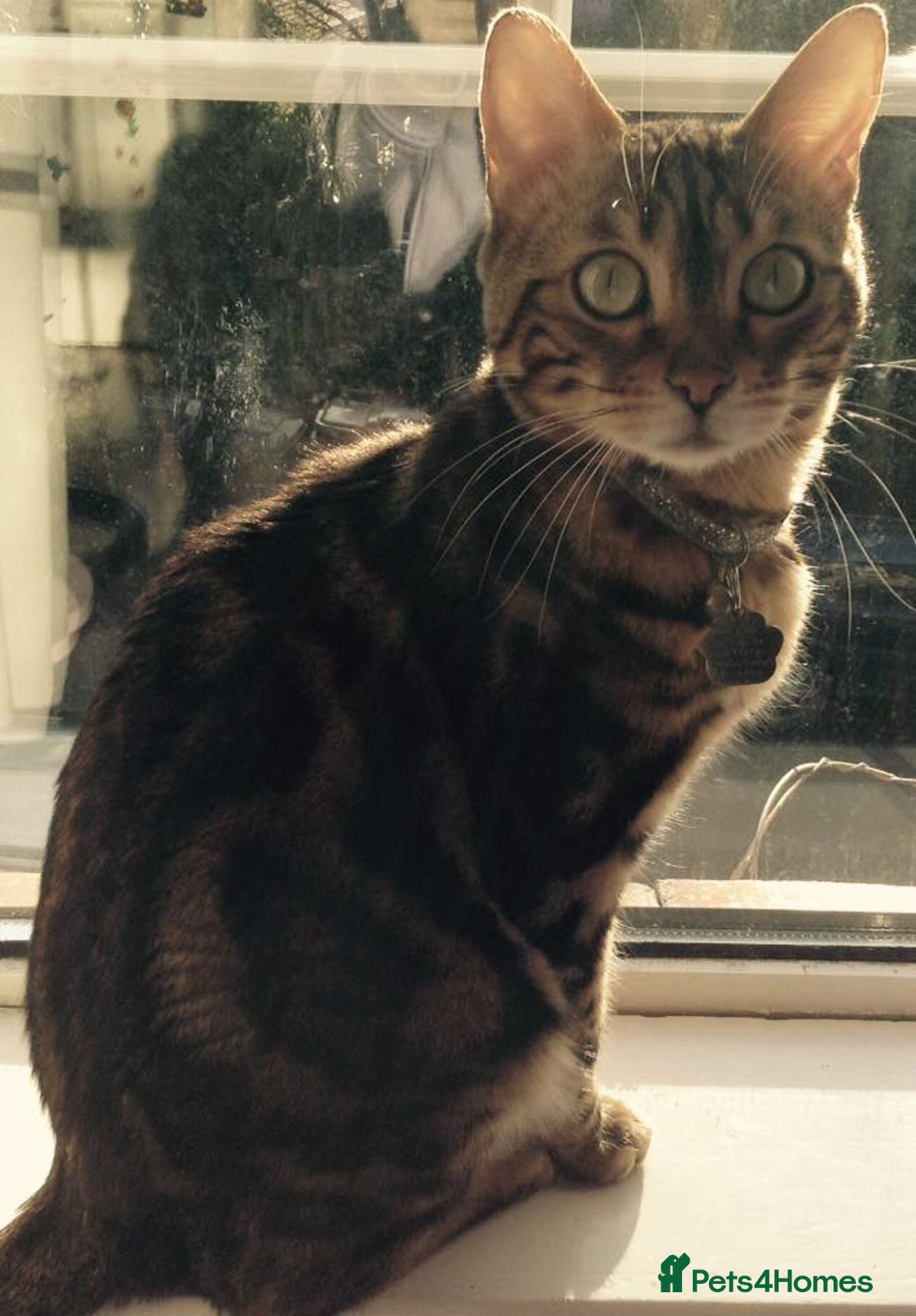 Bengal cats for sale: 🐾 Bengal Cat Alfie Looking for Forever Home 🐾 - Image 13