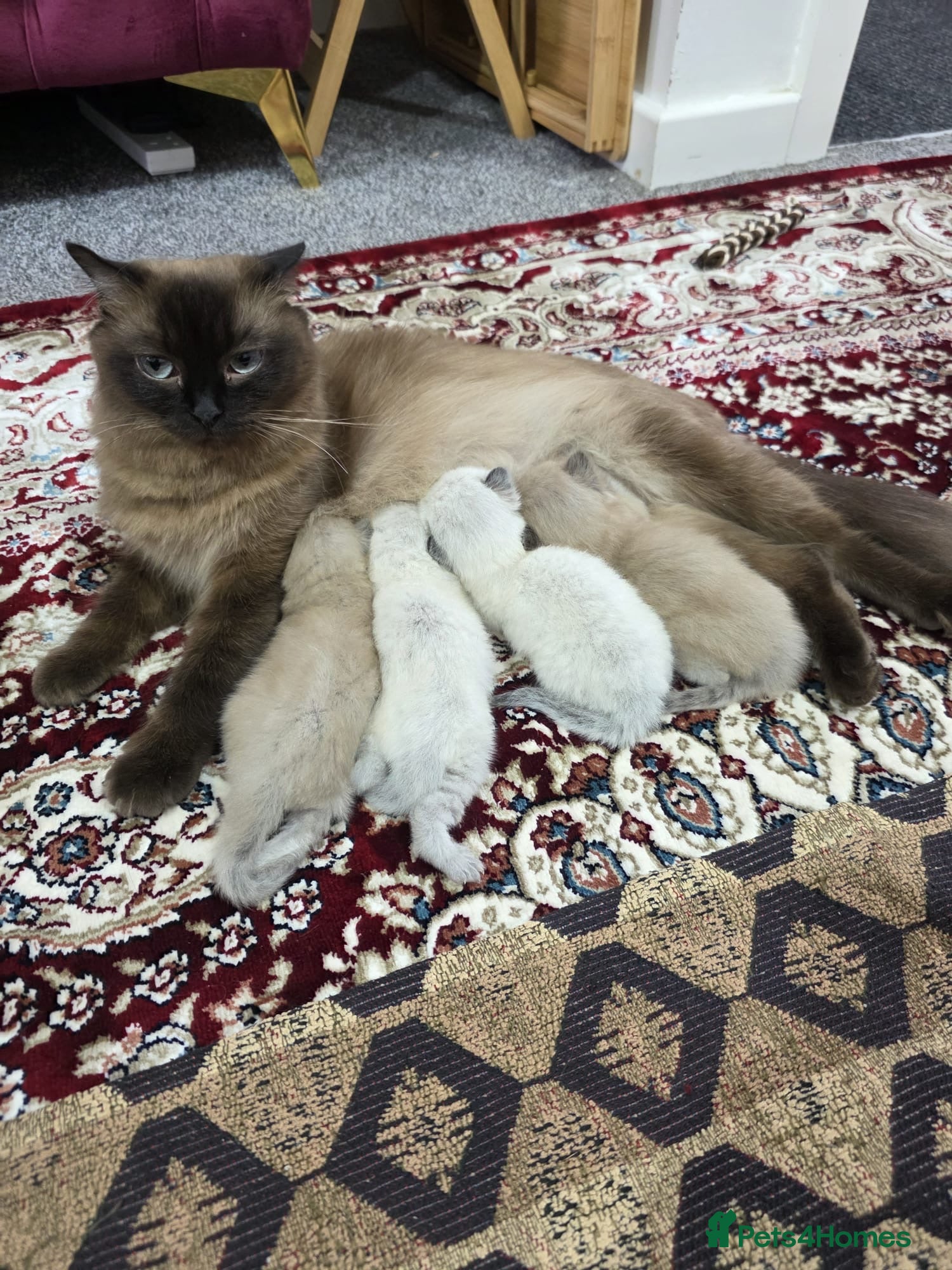Scottish Fold cats Beautiful kittens🌹🤭 - Advert 1
