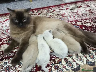 Scottish Fold cats Beautiful kittens🌹🤭 - Advert 1