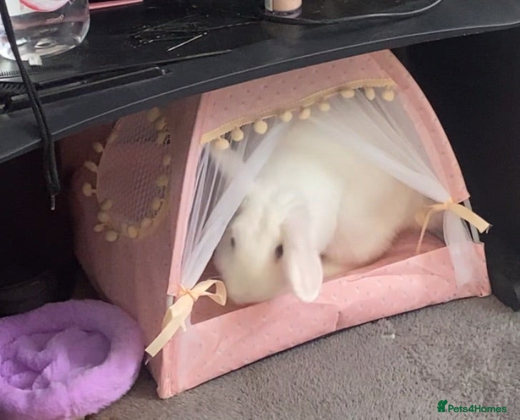 Mini Lop rabbits White Mini Lop For sale!! - Advert 2