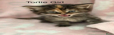 Tortie Girl