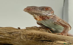 Iguana reptiles for sale: Iguana Snow Zero - Image 4