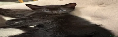 Russian Blue 1