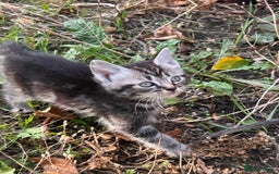 Perdoll cats for sale: Ragdoll cross kitten (all available)😻 - Image 8