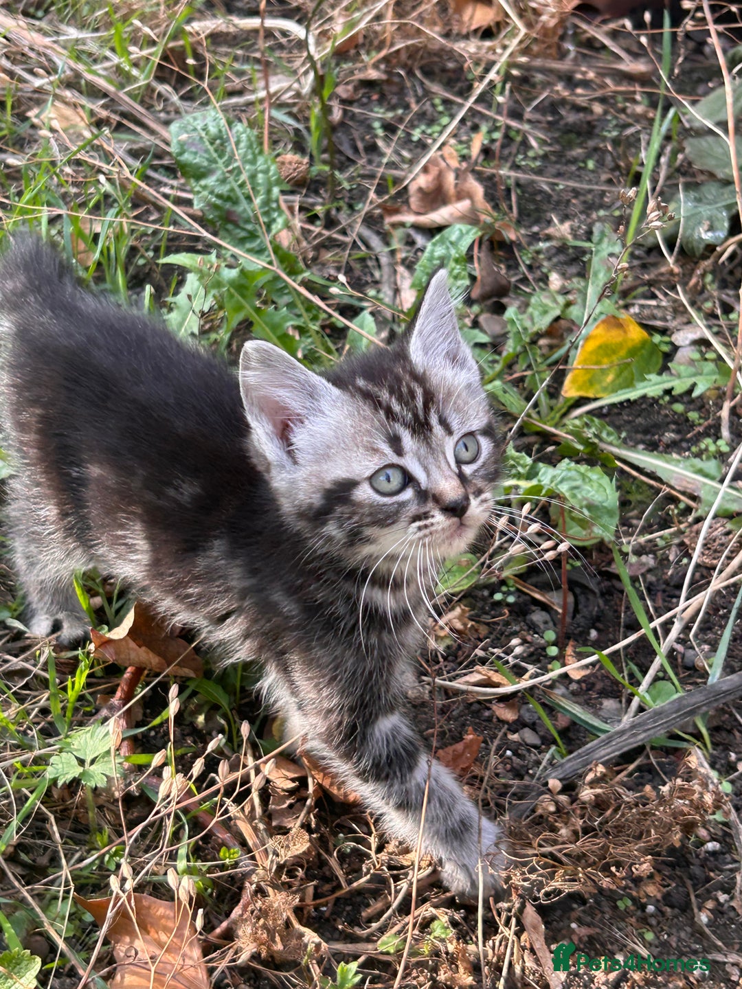 Perdoll cats for sale: Ragdoll cross kitten (all available)😻 - Image 8
