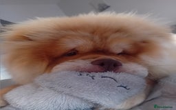 Chow Chow dogs for stud: Chowmazing  - Image 8
